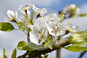 Flowering pear tree branch in the spring.