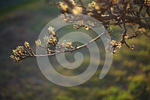 Flowering pear tree branch in spring garden