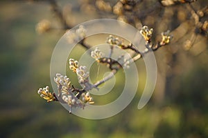 Flowering pear tree branch in spring garden