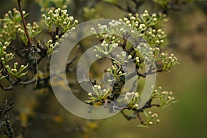 Flowering pear tree branch in spring garden