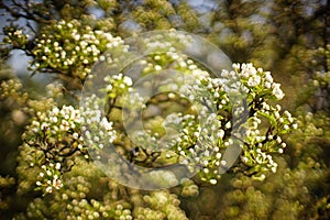 Flowering pear tree branch in spring garden