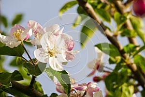 flowering pear tree,close-up pear tree flower,blooming fruit trees