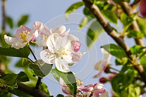flowering pear tree,close-up pear tree flower,blooming fruit trees