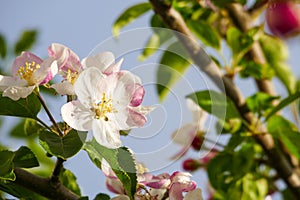 flowering pear tree,close-up pear tree flower,blooming fruit trees