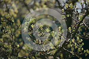 Flowering pear tree. Closeup blooming branches in spring sunny day