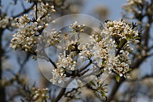 Flowering pear tree closeup in blue sky background. Nature in spring