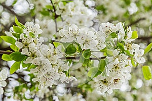 White flowers of the flowering pear tree. photo