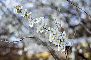 Flowering Pear Tree in Spring