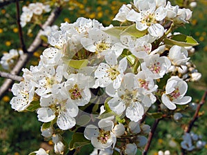 Flowering pear tree in the spring
