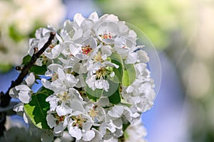 Flowering pear tree in spring close-up macro outdoors against the backdrop of nature in the sun with soft focus. Blooming garden