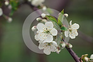 Flowering of a pear tree on a spring day