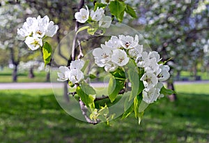 Flowering pear tree in spring garden. White pink pear flowers