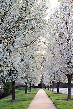 Flowering Pear Trees