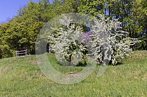 Flowering pear trees with white flowers
