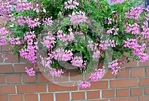 Flowering pelargonia is ivy-like Pelargonium peltatum L. L `Her. Ex Ait. against the background of a brick wall