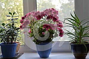 Flowering pelargonium grandiflorum, crassula and aloe in pots. Houseplants on windoswill