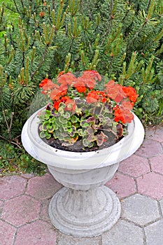 Flowering pelargonium Pelargonium L. L `Her. Ex Ait. grows in a garden vase background pine