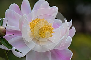 Flowering Peony in pinkish white with yellow stamen