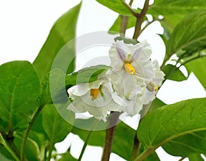 Flowering Pepino melon, lat. Solanum muricatum on white photo