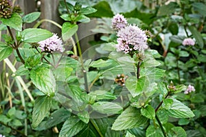 Flowering Peppermint Mentha piperita plant in a garden