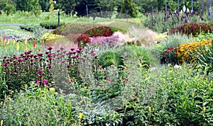 Flowering perennial plants