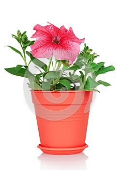 Flowering petunia plant in a pot isolated on white