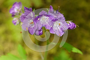 Flowering Phacelia in New River Gorge National Park