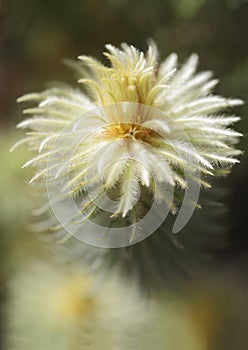 Flowering Phylica pubescens