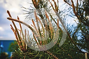 Flowering pine branches. Spring nature