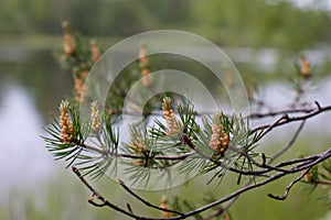 flowering pine cones with pollen.