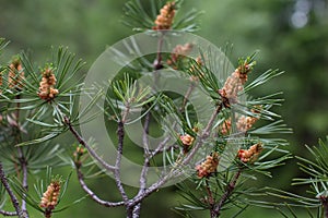 flowering pine cones with pollen.