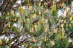 Flowering of pine in early summer