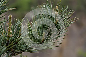 Flowering pine tree on a sprig of pine needles
