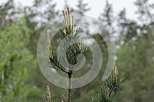 Flowering pine tree on a sprig of pine needles