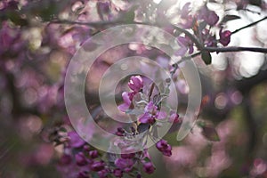 Flowering pink branches