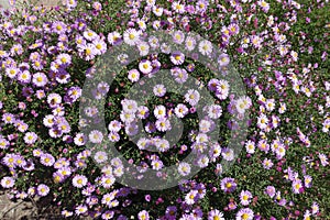 Flowering pink bush of Symphyotrichum dumosum