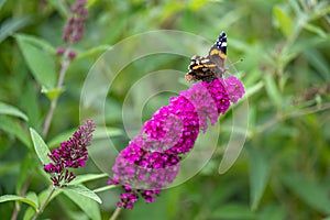 Flowering pink butterflybush - Buddleja davidii - with red admiral butterfly - Vanessa atalanta - sitting on blooms.