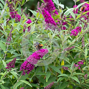 Flowering pink butterflybush - Buddleja davidii - with red admiral butterfly - Vanessa atalanta - sitting on blooms.