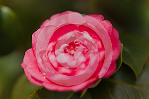 Flowering pink Camellia