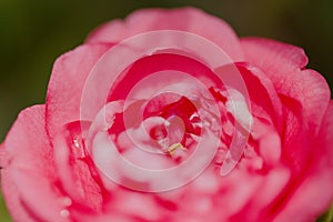 Flowering pink Camellia