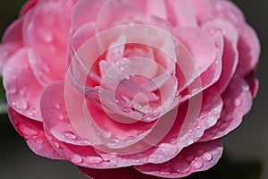 Flowering pink Camellia natural macro floral background