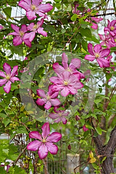 Flowering Pink Clematis