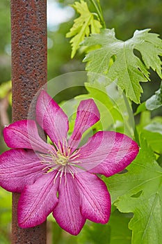 Flowering Pink Clematis