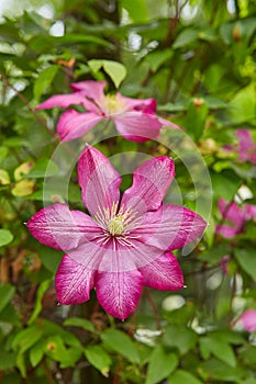 Flowering Pink Clematis