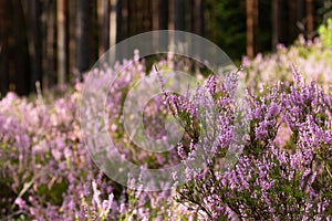 Flowering pink Common heather, Calluna vulgaris in Estonian bog forest.