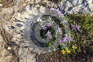 Flowering pink cyclamens