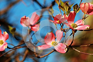 Flowering Pink Dogwood