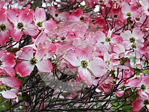 Flowering Pink Dogwood early spring arrival in NYS
