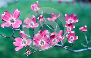 Flowering pink dogwood trees in Swissvale, Pennsylvania, USA