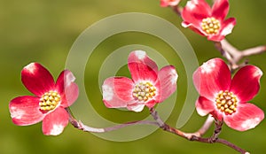 Flowering pink dogwood trees in Swissvale, Pennsylvania, USA